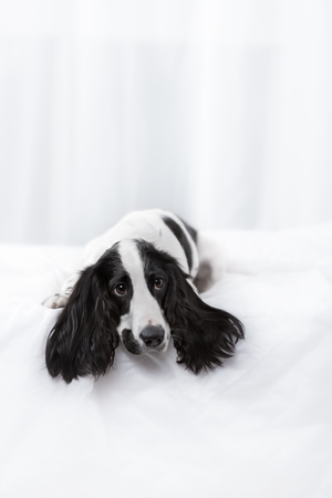 Charming dog breed Spaniel black and white spotted, lying on a bed in a white room. Studio shotの写真素材