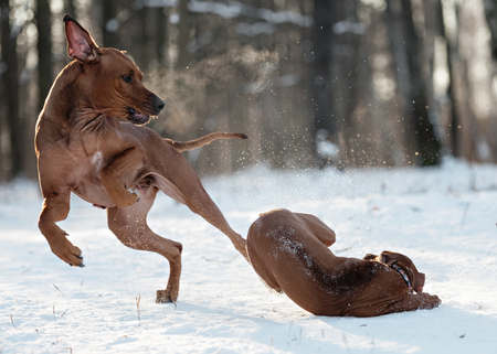 Few dogs of the breed Rhodesian Ridgeback having fun, running and playing on a winter dayの写真素材
