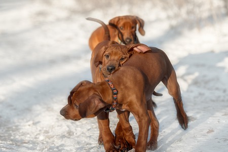 Few dogs of the breed Rhodesian Ridgeback having fun, running and playing on a winter dayの写真素材