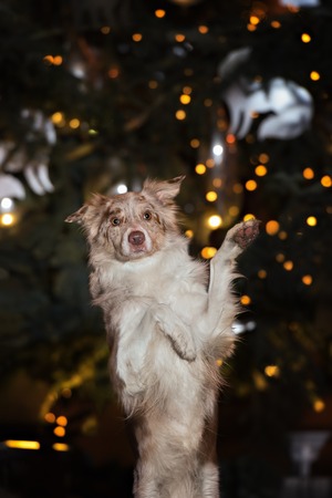 Dog breeds border collie performs tricks at night outdoors on a background of colored lightsの写真素材