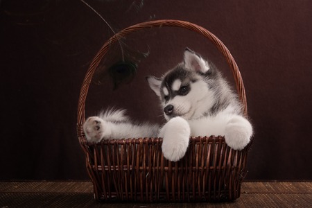 Husky dog puppy one month old in a basket over brown backgroundの写真素材