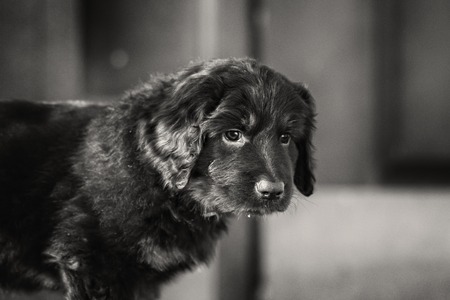 Black and golden hovawart puppy on the snow