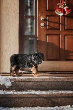Black and golden hovawart puppy on the snowの写真素材