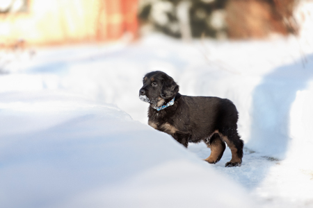 Black and golden hovawart puppy on the snowの写真素材