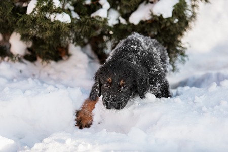 Black and golden hovawart puppy on the snow