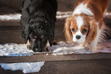 Black and golden hovawart puppy on the snowの写真素材