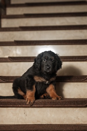Cute black hovawart puppy portrait in homeの写真素材