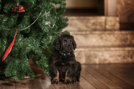 Cute black hovawart puppy portrait in homeの写真素材