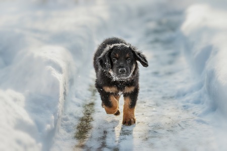 Black and golden hovawart puppy on the snowの写真素材