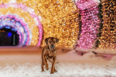 A Rhodesian Ridgeback dog in the night city on a background of colored lightsの写真素材