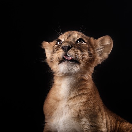 little lion cub in Studio on black backgroundの写真素材