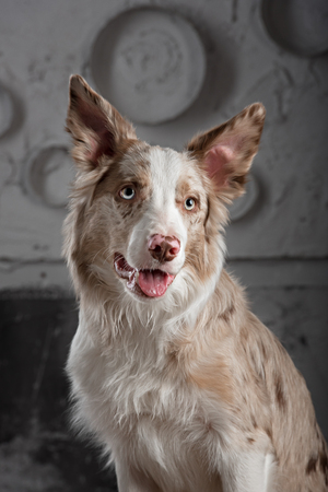 Border collie dog merle color in interior studioの写真素材