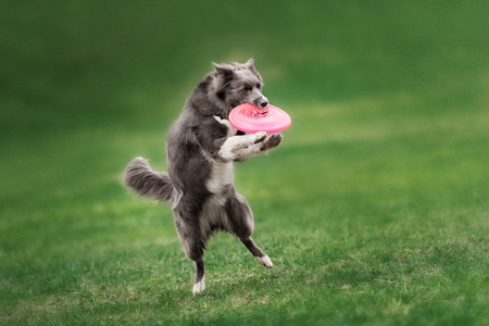 Border collie dog catching frisbee in jump in summer dayの写真素材