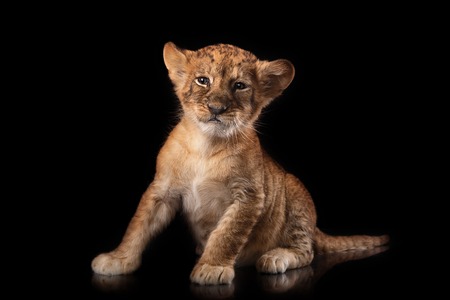 little lion cub in Studio on black backgroundの写真素材