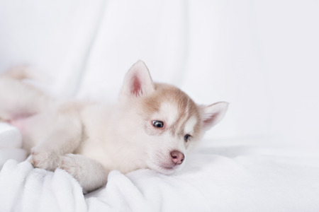 Cute little puppy sit on white background. not isolateの写真素材