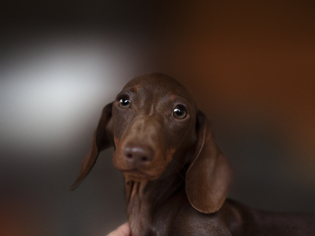 Dachshund dog looks at camera. portrait of smooth-coated Dachshund puppyの写真素材