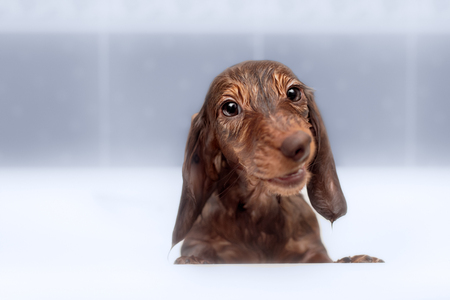 Dachshund to take a shower in bathroomの写真素材