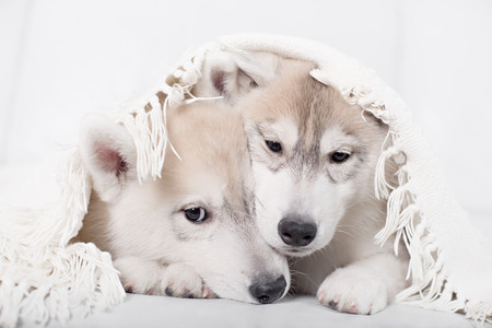 Cute little puppy sit on white background. not isolateの写真素材