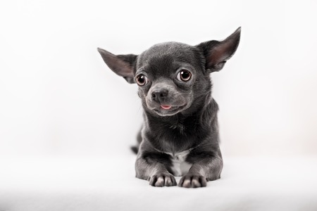 Funny puppy Chihuahua poses on a white backgroundの写真素材
