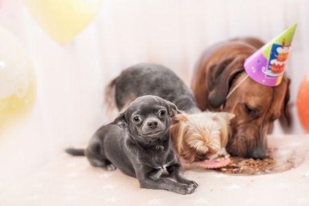 Dog celebrating birthday having a birthday party