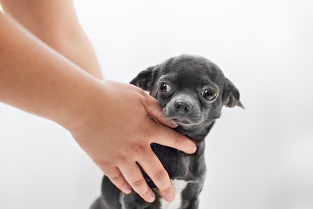 Funny puppy Chihuahua poses on a white backgroundの写真素材