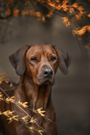 Beautiful dog rhodesian ridgeback hound outdoors on a forest backgroundの写真素材