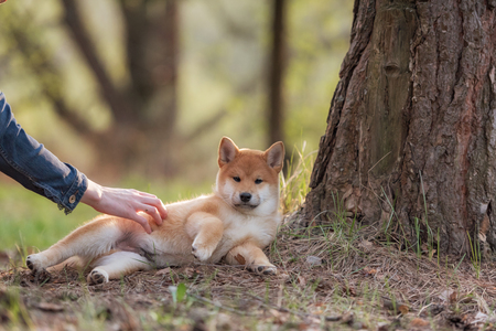 Beautiful Young Red Shiba Inu Puppy Dog Outdoorの写真素材