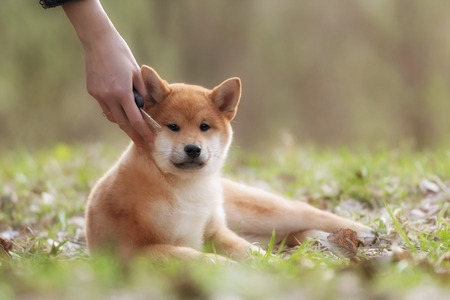 Beautiful Young Red Shiba Inu Puppy Dog Outdoorの写真素材
