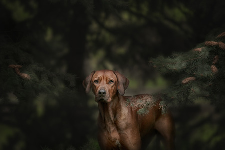 Beautiful dog rhodesian ridgeback hound outdoors on a forest backgroundの写真素材