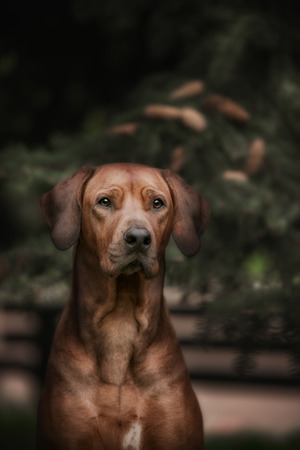 Beautiful dog rhodesian ridgeback hound outdoors on a forest backgroundの写真素材