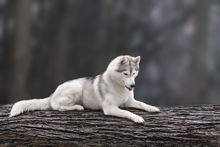 Beautiful dog siberian husky portrait on dark natureの写真素材