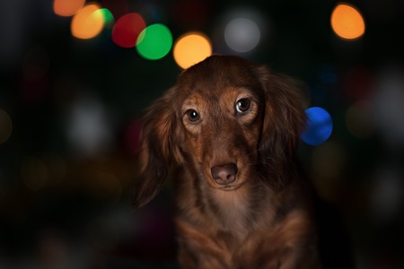 Beautiful purebred brown longhaired dachshund dog looking at camera, selective focus on nose. square imageの写真素材