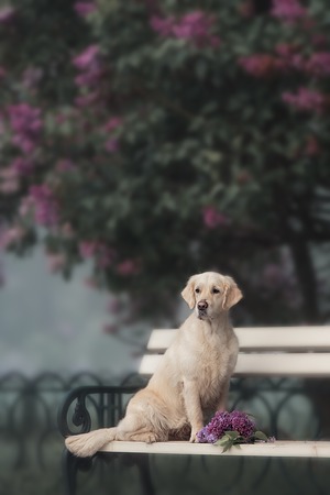 Romantic Labrador retriver dog performs the trick in a lavender gardenの写真素材