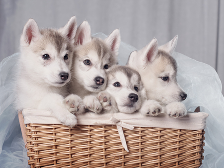 Cute little puppy sit on white background. not isolateの写真素材