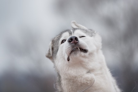 A Siberian Husky winks as he shakes off water after a swim in the river