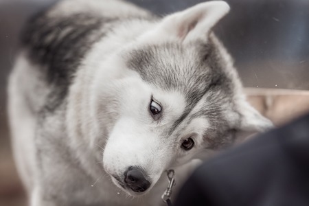 A Siberian Husky winks as he shakes off water after a swim in the riverの写真素材