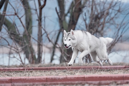 Portrait of a close-up dog Siberian Husky. River landscape.の写真素材