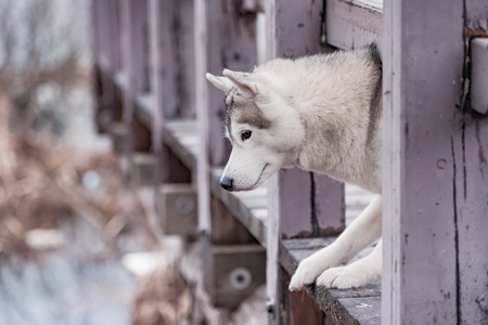 Portrait of a close-up dog Siberian Husky. River landscape.の写真素材
