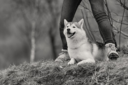Portrait of a close-up dog Siberian Husky. River landscape.