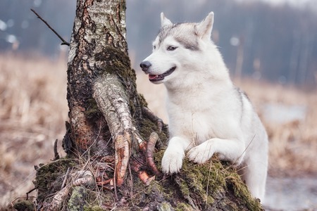 Portrait of a close-up dog Siberian Husky. River landscape.の写真素材