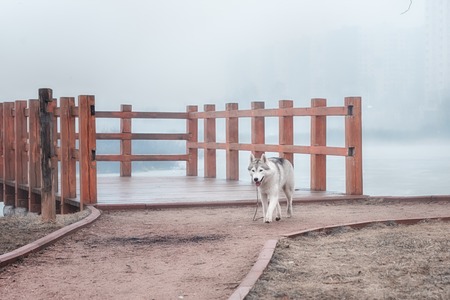 Portrait of a close-up dog Siberian Husky. River landscape.の写真素材