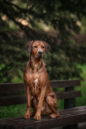 Beautiful dog rhodesian ridgeback hound outdoors on a forest backgroundの写真素材