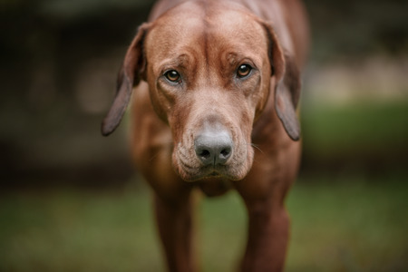 Beautiful dog rhodesian ridgeback hound outdoors on a forest backgroundの写真素材