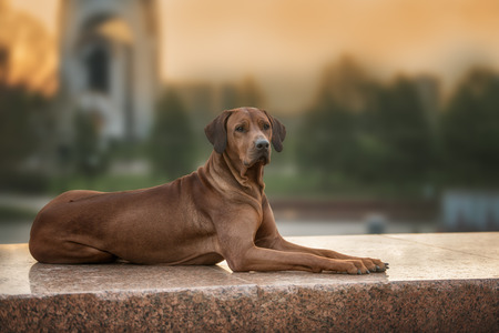 Rhodesian Ridgeback Dog on the wall, Moscow in Russiaの写真素材