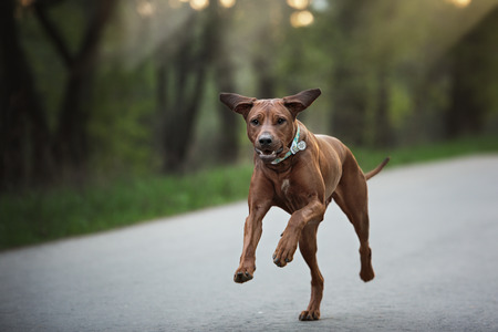 Beautiful dog rhodesian ridgeback hound outdoors on a forest backgroundの写真素材