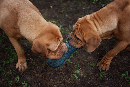 dogue de bordeaux portrait close up details of faceの写真素材