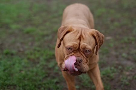 dogue de bordeaux portrait close up details of faceの写真素材
