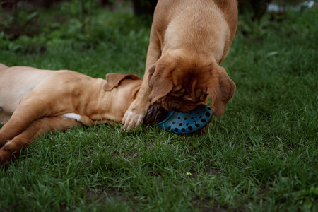 dogue de bordeaux portrait close up details of faceの写真素材