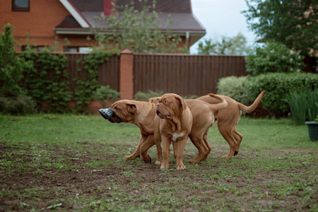 Dogue de Bordeaux dog runs on the grass in outdoorの写真素材