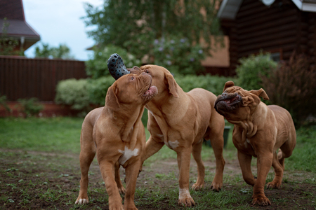 Dogue de Bordeaux dog runs on the grass in outdoorの写真素材
